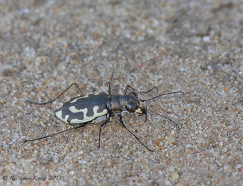 Cicindela hirticollis